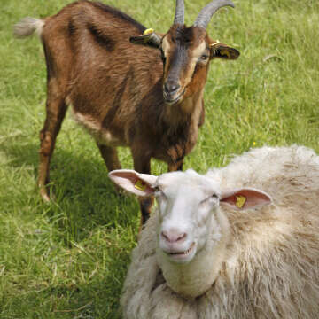 Schaf und Ziegenfutter Bubblenavibanner